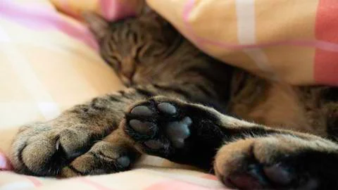 Tabby cat sleeping in bed. Focus on the paws. Stock Photos