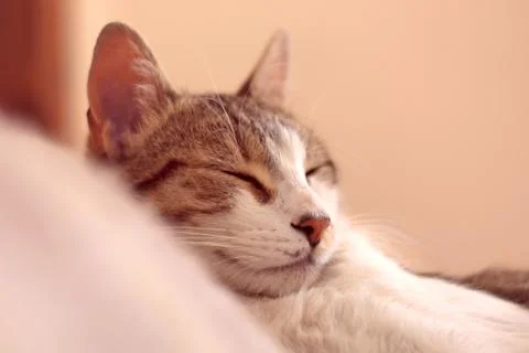 Tabby cat sleeping on bed. Stock Photos