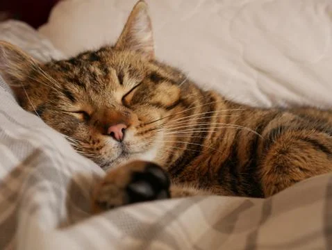 Tabby cat sleeping in bed Stock-Fotos