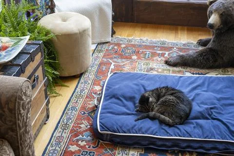 Tabby cat sleeping on blue bed in cozy room with stuffed bear. Foto stock