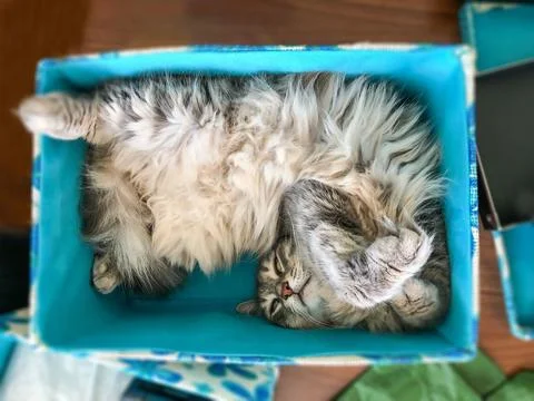 Tabby cat sleeping in blue box Stock Photos