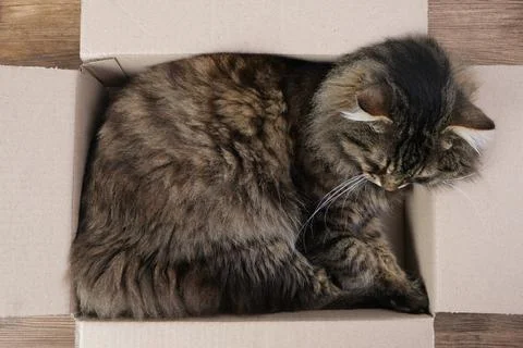 Tabby cat sleeping in a box. Stock Photos