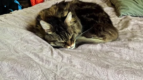 Tabby Cat Sleeping Comfortably on Patterned Bedspread in Cozy Indoor Bedroom Stock Footage 337388356