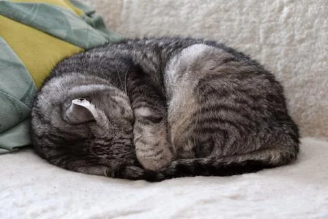 Tabby cat sleeping on the couch, hiding his head under its paw. Stock Photos