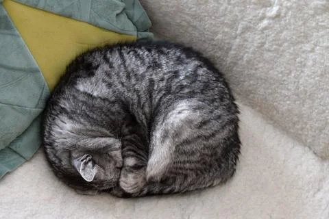 Tabby cat sleeping on the couch, hiding his head under its paw Stock Photos