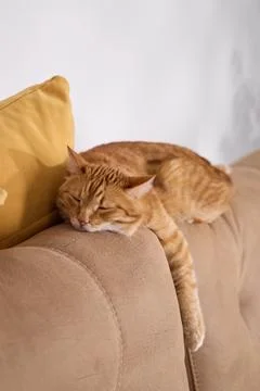 Tabby cat sleeping on couch side Foto stock
