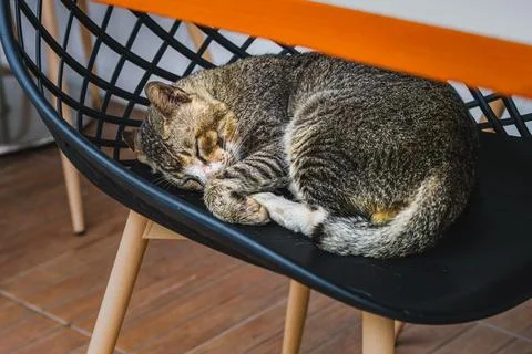 Tabby cat sleeping curled up on black grid pattern chair Stock Photos