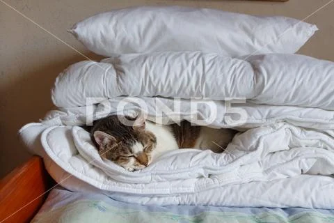 Tabby cat sleeping in a duvet Stock Photos