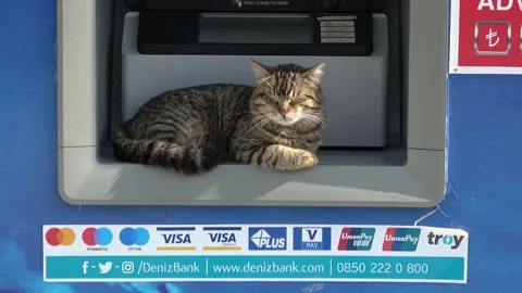 Tabby cat sleeping inside an ATM machine on Heybeliada island Video stock 342923322