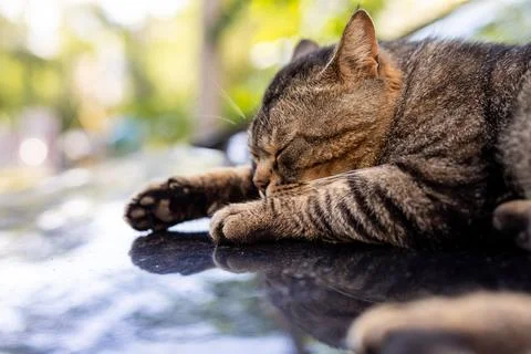 Tabby cat sleeping peacefully on a reflective surface outdoors Stock Photos