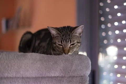 Tabby cat sleeping peacefully on soft perch 库存照片