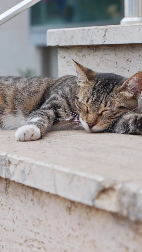 Tabby cat sleeping peacefully on a stone step outdoors Видео 347632939