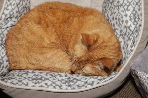 Tabby Cat Sleeping Stock Photos