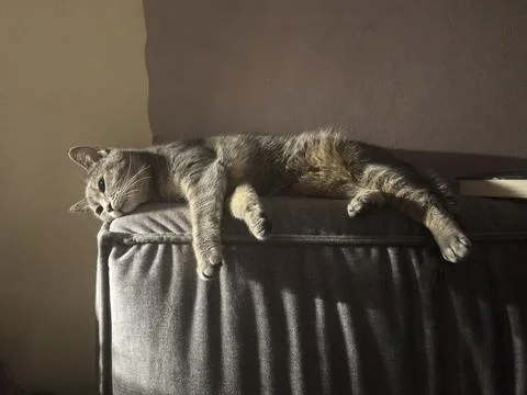 Tabby cat sleeping on a sofa in sunlight Stock-Fotos