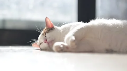 Tabby cat sleeping soundly on a tile floor, captured in 4K cozy sun drenche.. Stock Footage 342541847