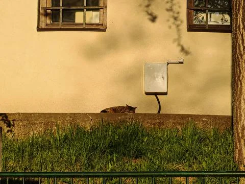 Tabby cat sleeping on stone ledge by beige stucco wall in golden hour light 写真素材