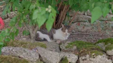 Tabby Cat Sleeping on Stone Wall in Garden Video stock 330999960