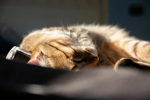 Tabby Cat Sleeping in the Sun on a Soft Surface Stock Photos