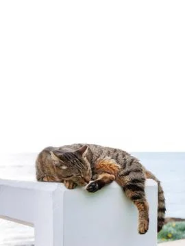 Tabby cat sleeping with tail and paw hanging over the edge near the sea in .. Фото