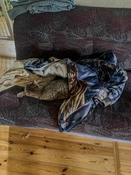 Tabby Cat Sleeping Under a Wolf Print Blanket on a Sofa Stock Photos