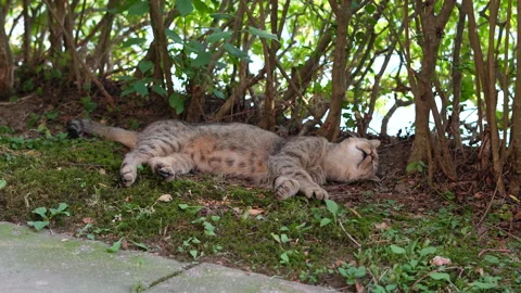 Tabby Cat Sleeping Upside Down Under Garden Shrub Stock Footage 341736973