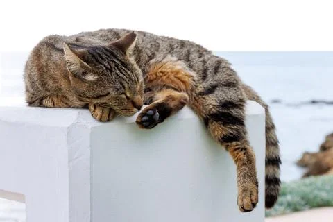 Tabby cat sleeping on a white concrete pedestal near the sea in Paphos, Cyp.. Stock Photos