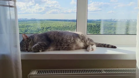 The tabby cat is sleeping on the windowsill, enjoying the warmth of the sun and Stock Footage 252126331