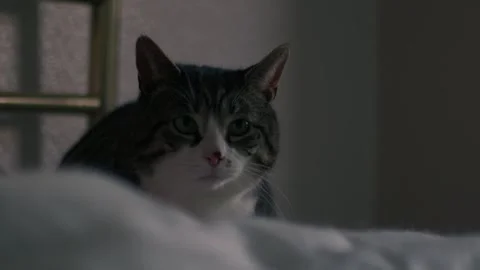 Tabby cat sleeps on the bed Video stock 273590226