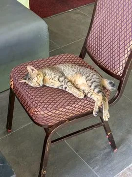Tabby cat sleeps peacefully on a patterned chair Stock Photos