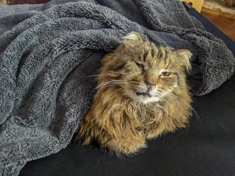 A tabby cat sleeps under a blanket Stock-Fotos
