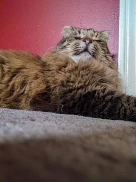 A tabby cat sleeps while laying on a carpeted floor Stock Photos