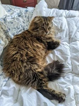 A tabby cat sleeps on a white bed Stock Photos