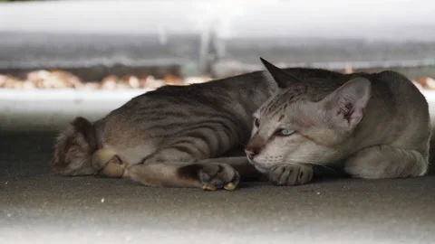 Tabby cat sleepy on ground Stock Footage 132617053