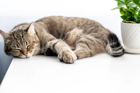 Tabby cat slips on a white table. Stock Photos