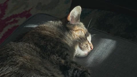 A tabby cat slumbers peacefully on a sofa bathed in warm sunbeam light Vídeo Stock 346401719