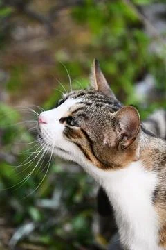Tabby cat sniffing forward in profile outdoors Stock Photos