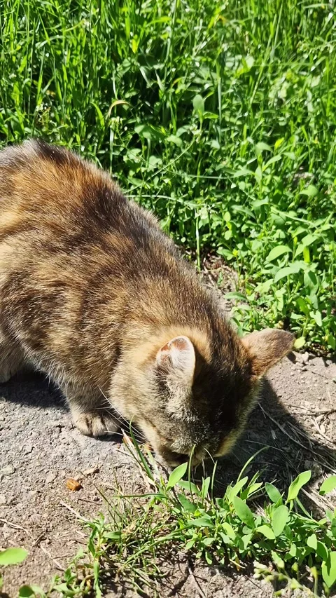 Tabby Cat Sniffing the Ground in Green Grassy Backyard on Sunny Day Stock Footage 339078549