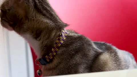Tabby cat sniffs the air Stock Footage 145694705