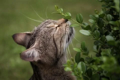 Tabby cat sniffs green grass in the garden Stock Photos