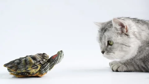 A tabby cat sniffs at a turtle on a white background. Cat and turtle game Stock Footage 153456073