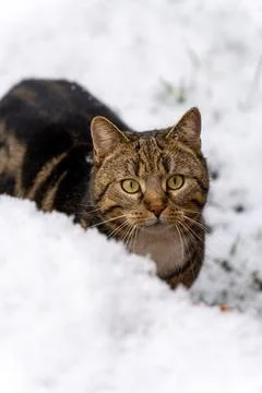 Tabby Cat in the Snow Stock Photos