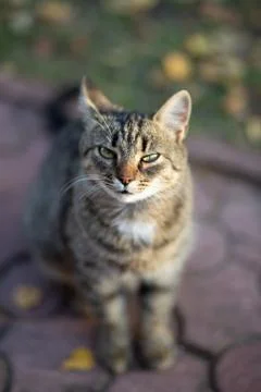 Tabby cat squinting in the sunlight Stock Photos