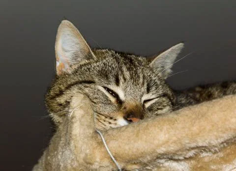 Tabby cat squiting its eye suspiciously Stock Photos
