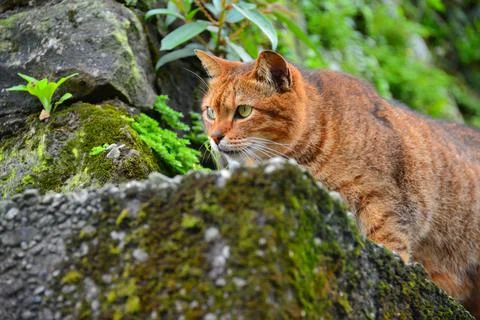 A tabby cat standing on the wall stared intently ahead. Houtong Cat Village. Stock Photos