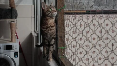Tabby cat standing on windowsill looking out through a protective net Stock Footage 337895250