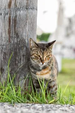 Tabby cat stands on the grass Stock Photos
