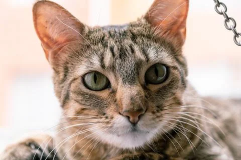 Tabby Cat Staring Directly into Camera Stock Photos