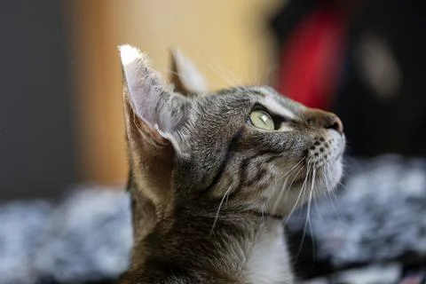 Tabby cat staring intently at something Stock Photos