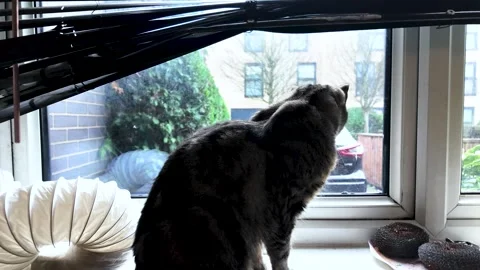 Tabby Cat Staring Out Of A Window With Broken Blinds In A Kitchen Looking At Stock Footage 328164928