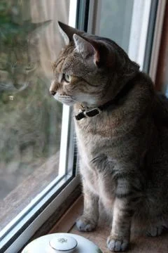 A tabby cat staring out of a window Stock Photos